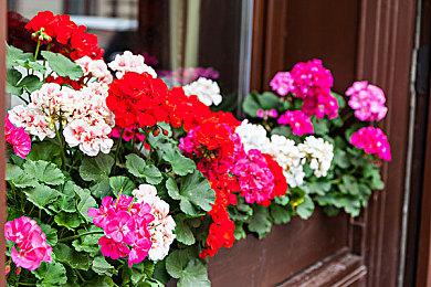 《星刃》与《妮姬》联动内容曝光 红莲成为新Boss